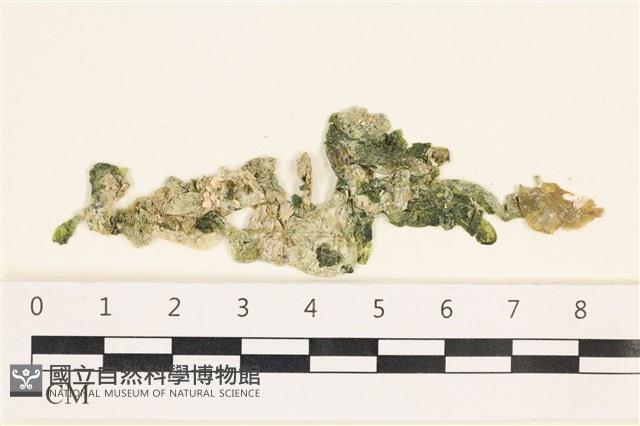 法囊藻藏品圖，第1張