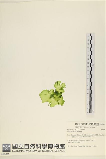 大石蓴, 石蓴藏品圖，第3張