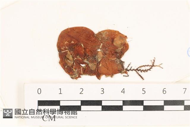袋苔, 囊藻藏品圖，第1張