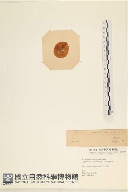 袋苔, 囊藻藏品圖，第3張