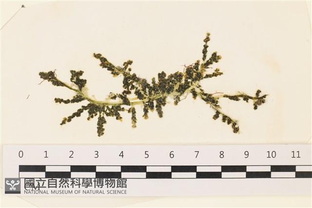 登錄號:A00002284藏品圖，第1張