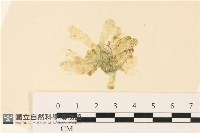 曲玉藻, 香蕉菜, 玉茄藻藏品圖，第1張