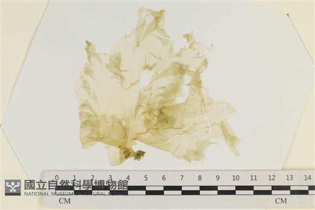 大石蓴, 石蓴藏品圖，第1張