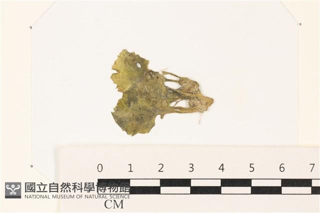 登錄號:A00002184藏品圖，第1張