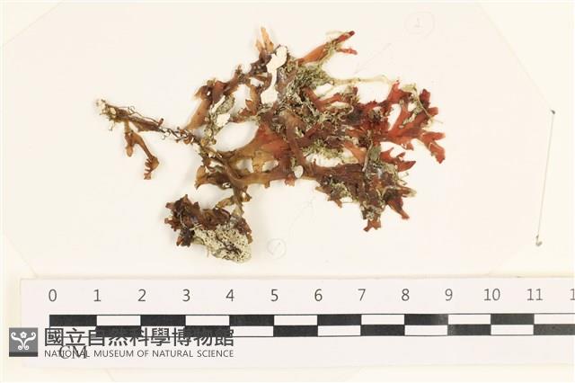 指枝藻藏品圖，第1張