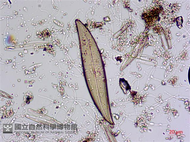 登錄號:A00004584藏品圖，第4張