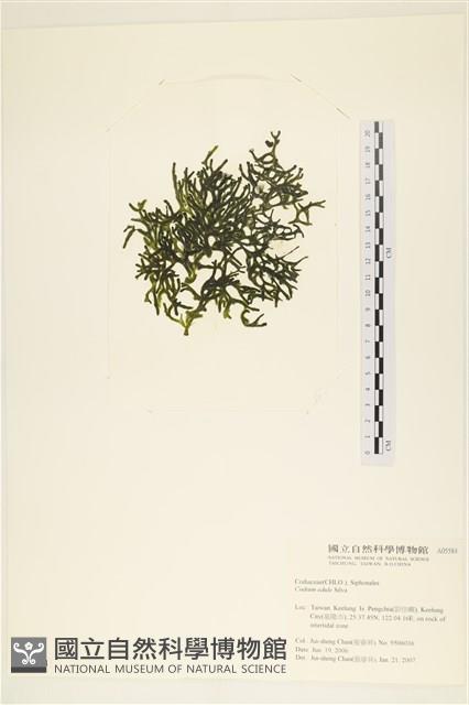 登錄號:A00005584藏品圖，第1張