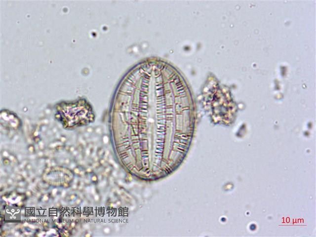 登錄號:A00004484藏品圖，第4張