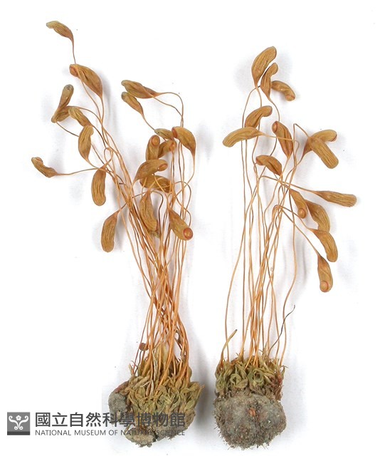 登錄號:B00009784藏品圖，第3張