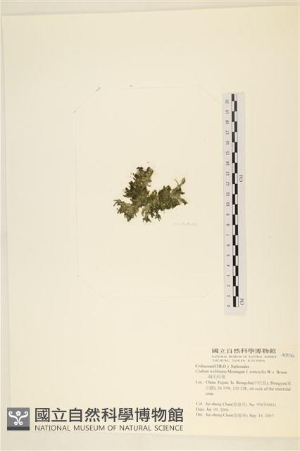 絨毛松藻藏品圖，第3張