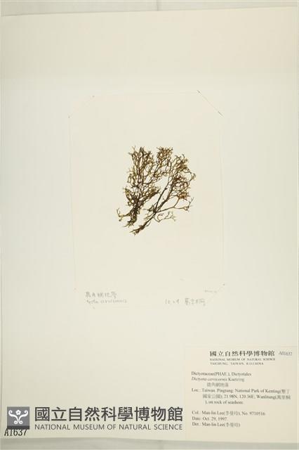 鹿角網地藻藏品圖，第3張