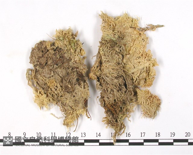 狹葉泥炭蘚藏品圖，第3張