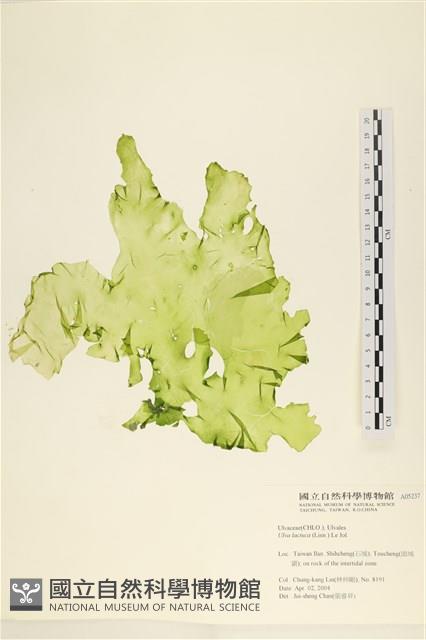 大石蓴, 石蓴藏品圖，第1張