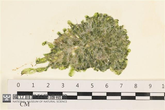 法囊藻藏品圖，第1張