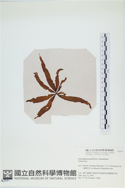 登錄號:A00002537藏品圖，第1張
