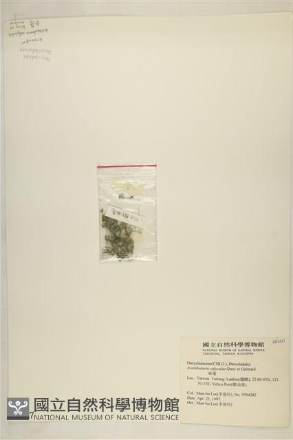 傘藻藏品圖，第3張