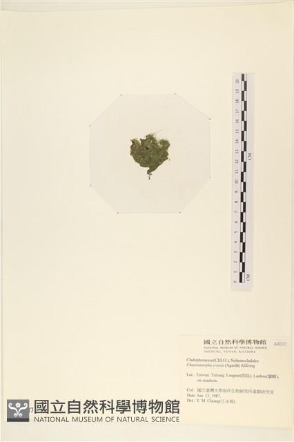 粗硬毛藻, 綠苔藏品圖，第3張