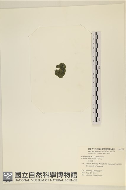 登錄號:A00005337藏品圖，第3張