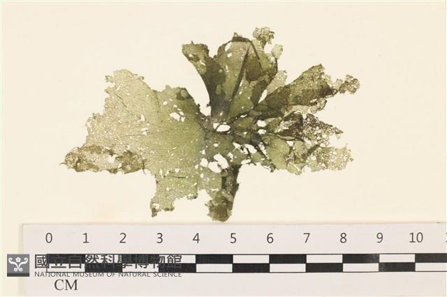 黑葉小網藻藏品圖，第1張