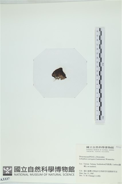 登錄號:A00003337藏品圖，第3張