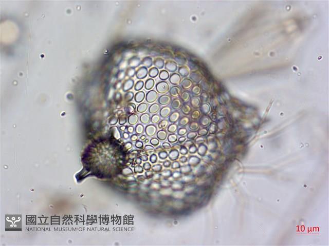 登錄號:A00004657藏品圖，第3張