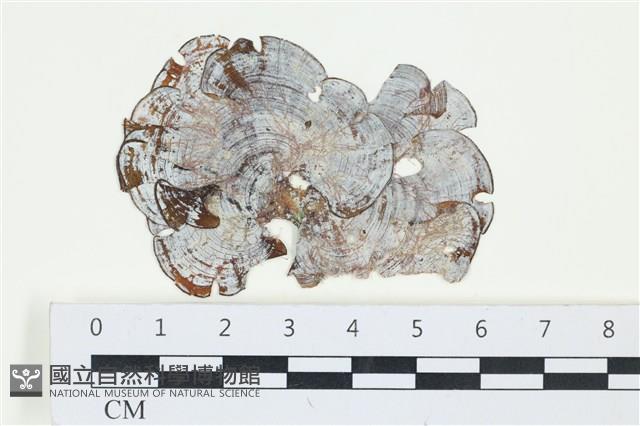 南方團扇藻藏品圖，第1張