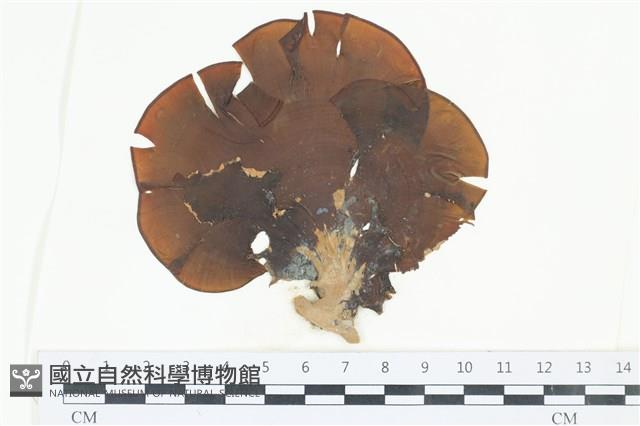 登錄號:A00004057藏品圖，第1張