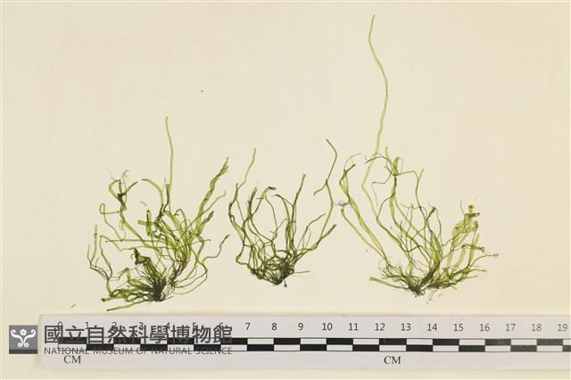 腸滸苔, 河石髮藏品圖，第1張