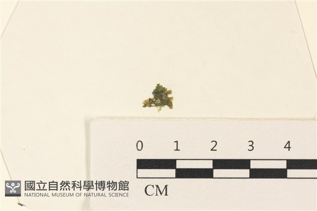 浮網藻, 肋葉藻藏品圖，第1張