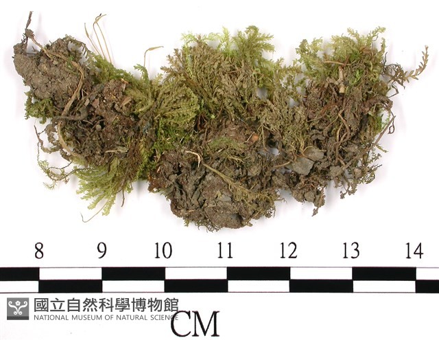 日本孔雀蘚藏品圖，第3張