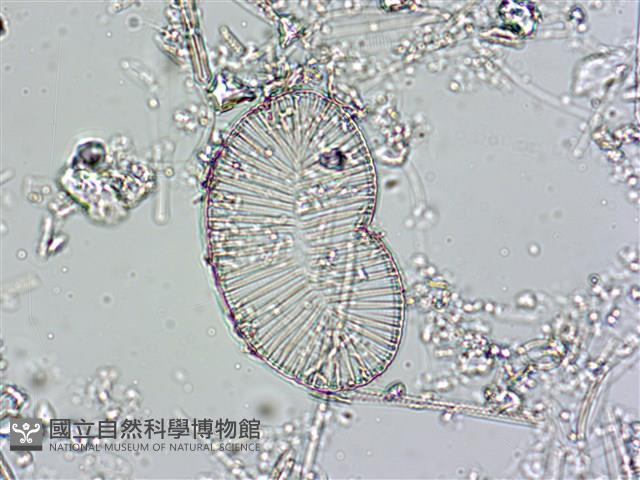 登錄號:A00004557藏品圖，第3張