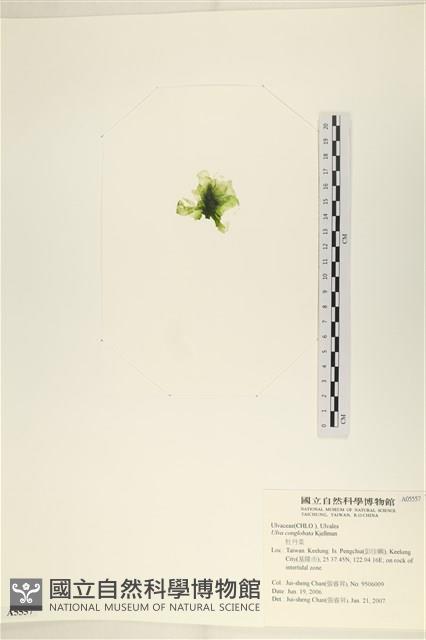 茶花石蓴, 牡丹菜藏品圖，第3張