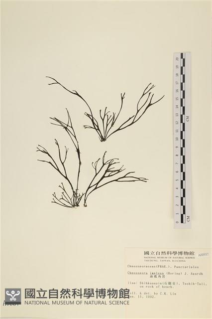 海鹿角苔藏品圖，第1張