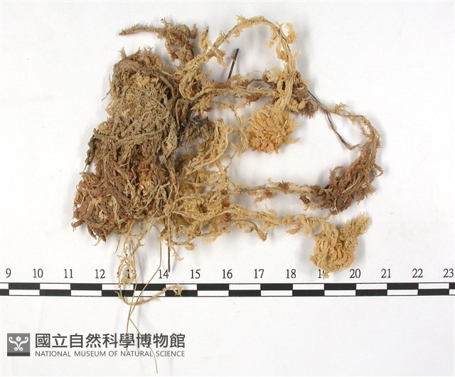大泥炭蘚藏品圖，第3張