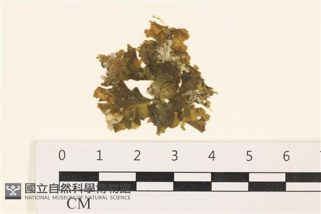 黑葉小網藻藏品圖，第1張