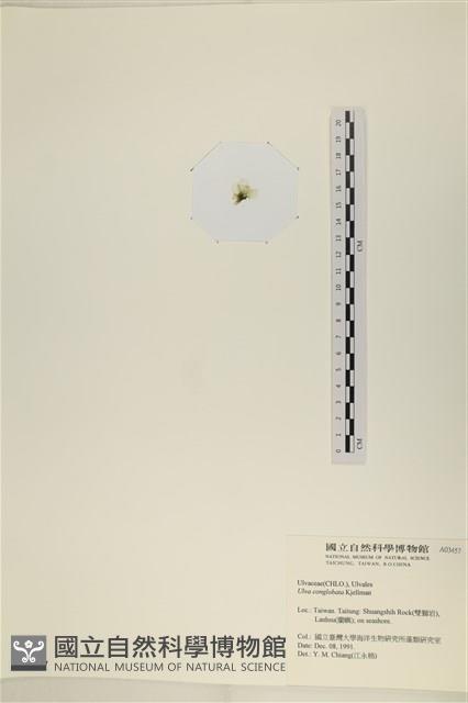 茶花石蓴, 牡丹菜藏品圖，第3張