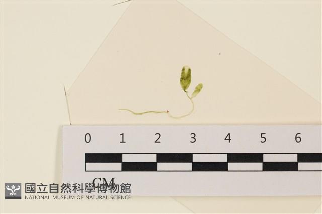 登錄號:A00004957藏品圖，第1張