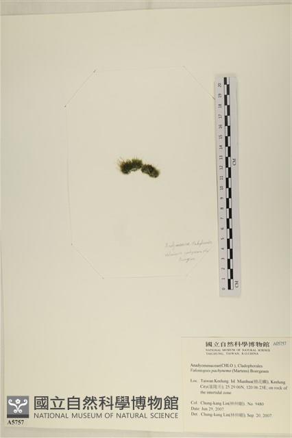 指枝藻藏品圖，第3張