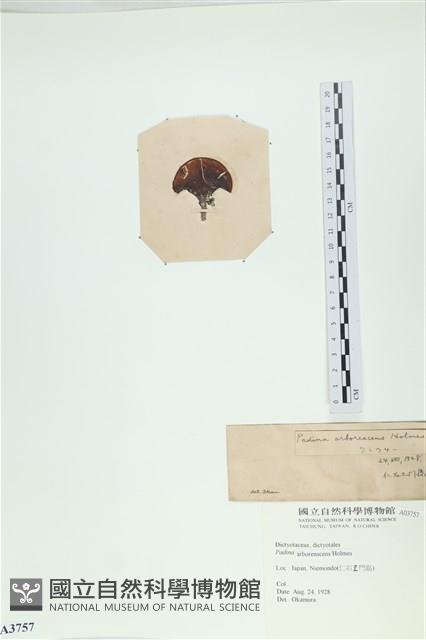 樹狀團扇藻藏品圖，第3張