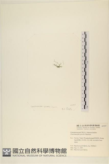 線形硬毛藻, 卷絲綠苔藏品圖，第3張