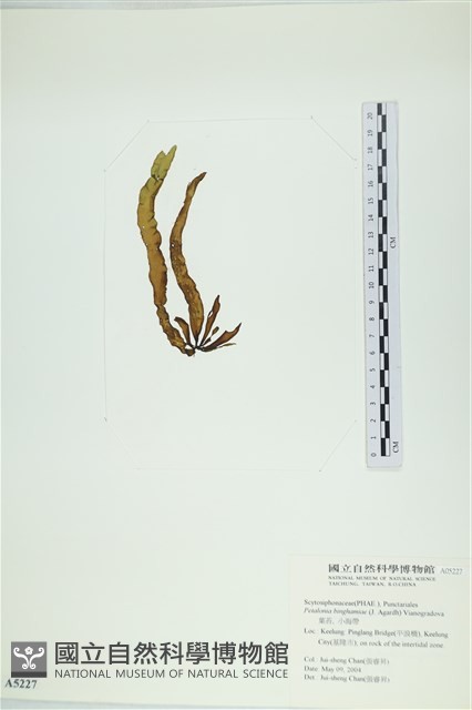 葉苔, 小海帶藏品圖，第3張