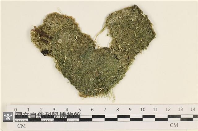 指枝藻藏品圖，第1張