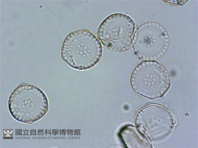 登錄號:A00004527藏品圖，第3張