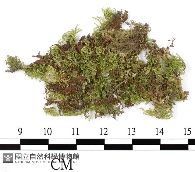 南亞孔雀蘚藏品圖，第3張