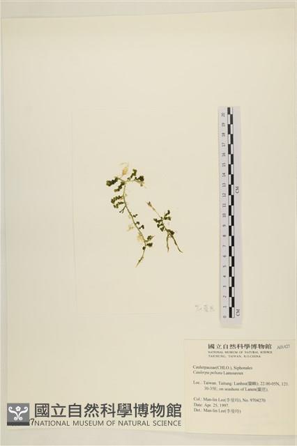 盾葉蕨藻藏品圖，第3張