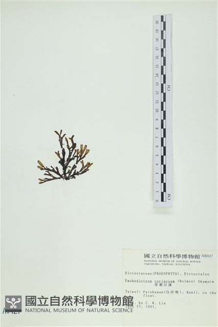 厚網目藻藏品圖，第3張