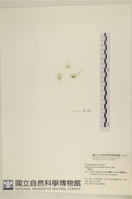腸滸苔, 河石髮藏品圖，第1張