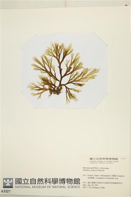 厚緣藻藏品圖，第3張