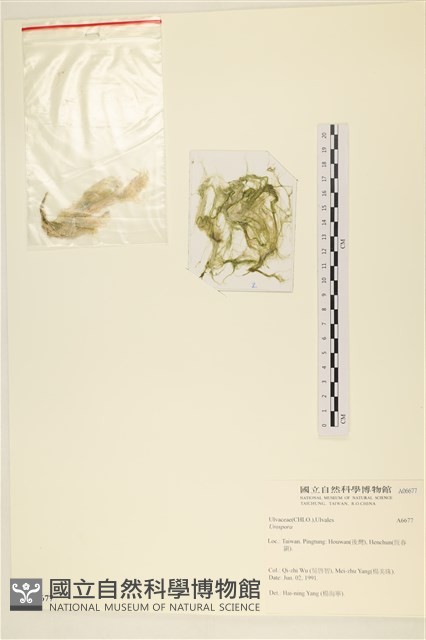登錄號:A00006677藏品圖，第3張