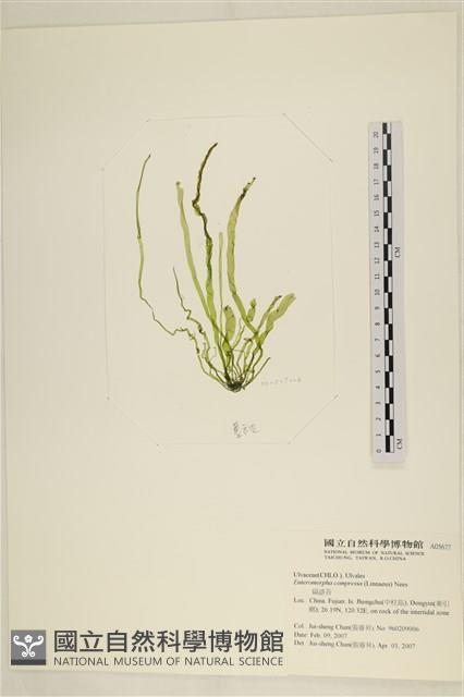 扁石髮藏品圖，第1張